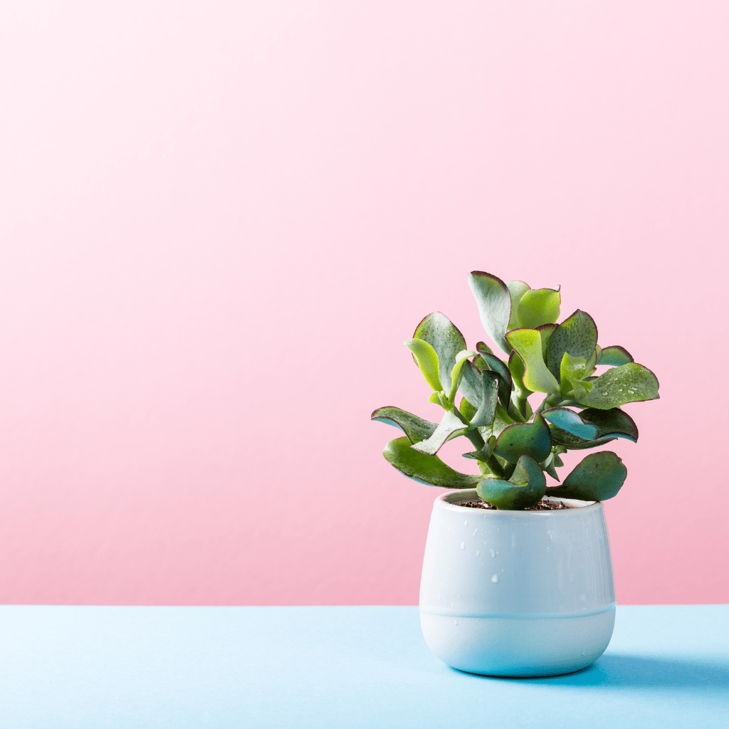 home decor products online in raipur
