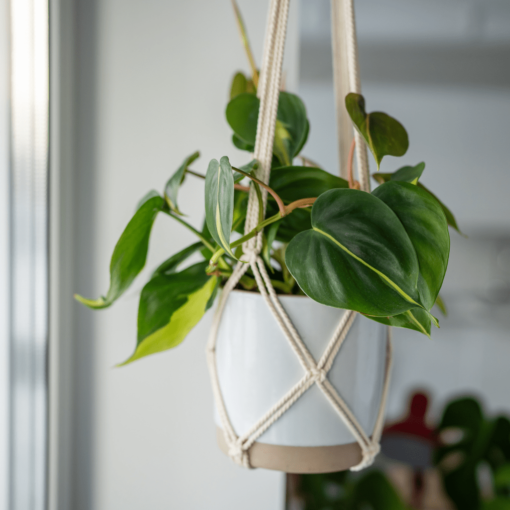 home decor products online in raipur