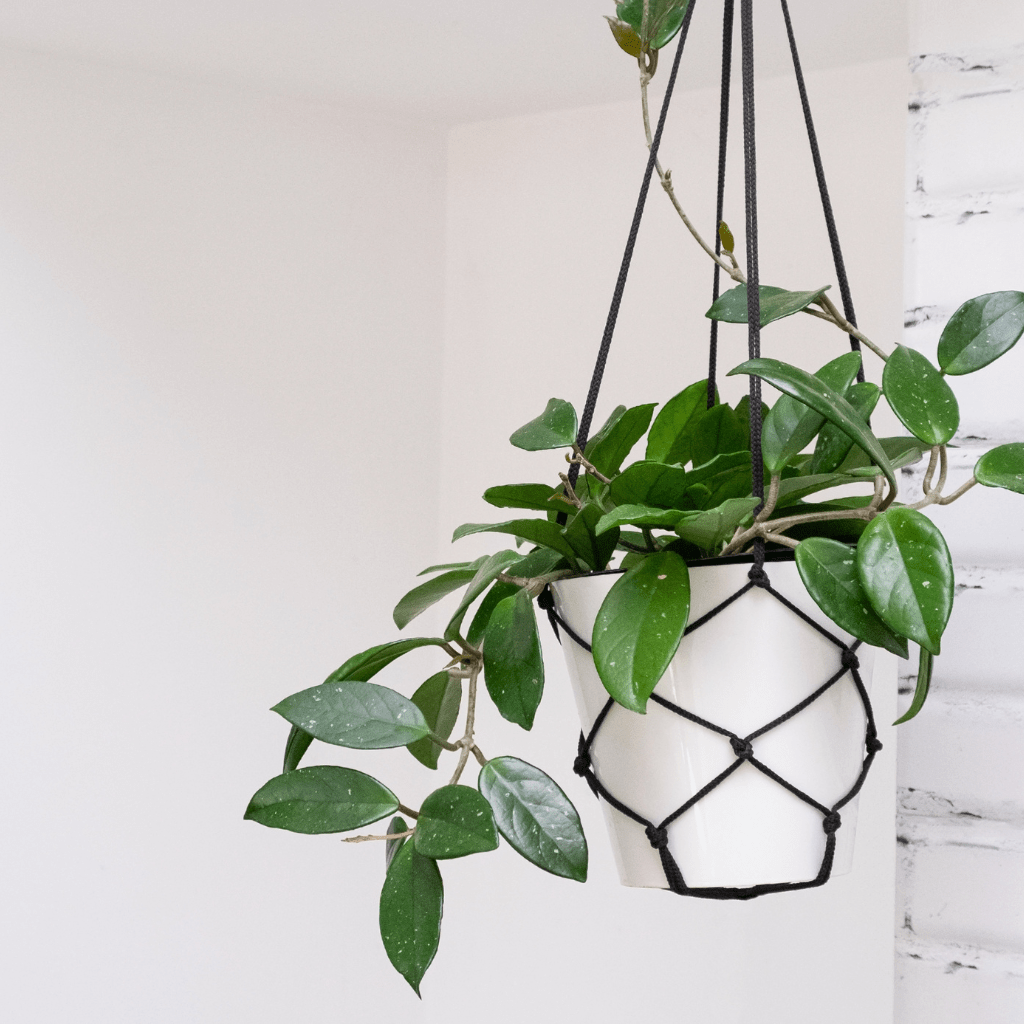 home decor products online in raipur