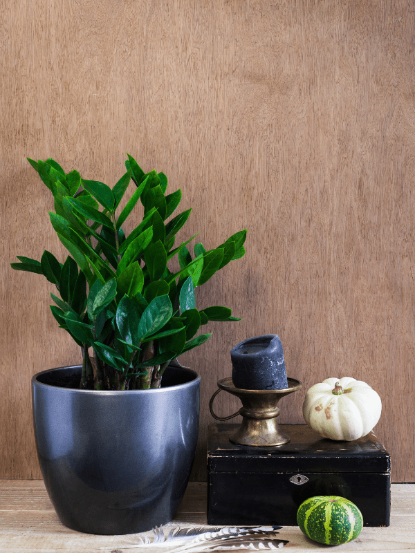 2 home decor products online in raipur