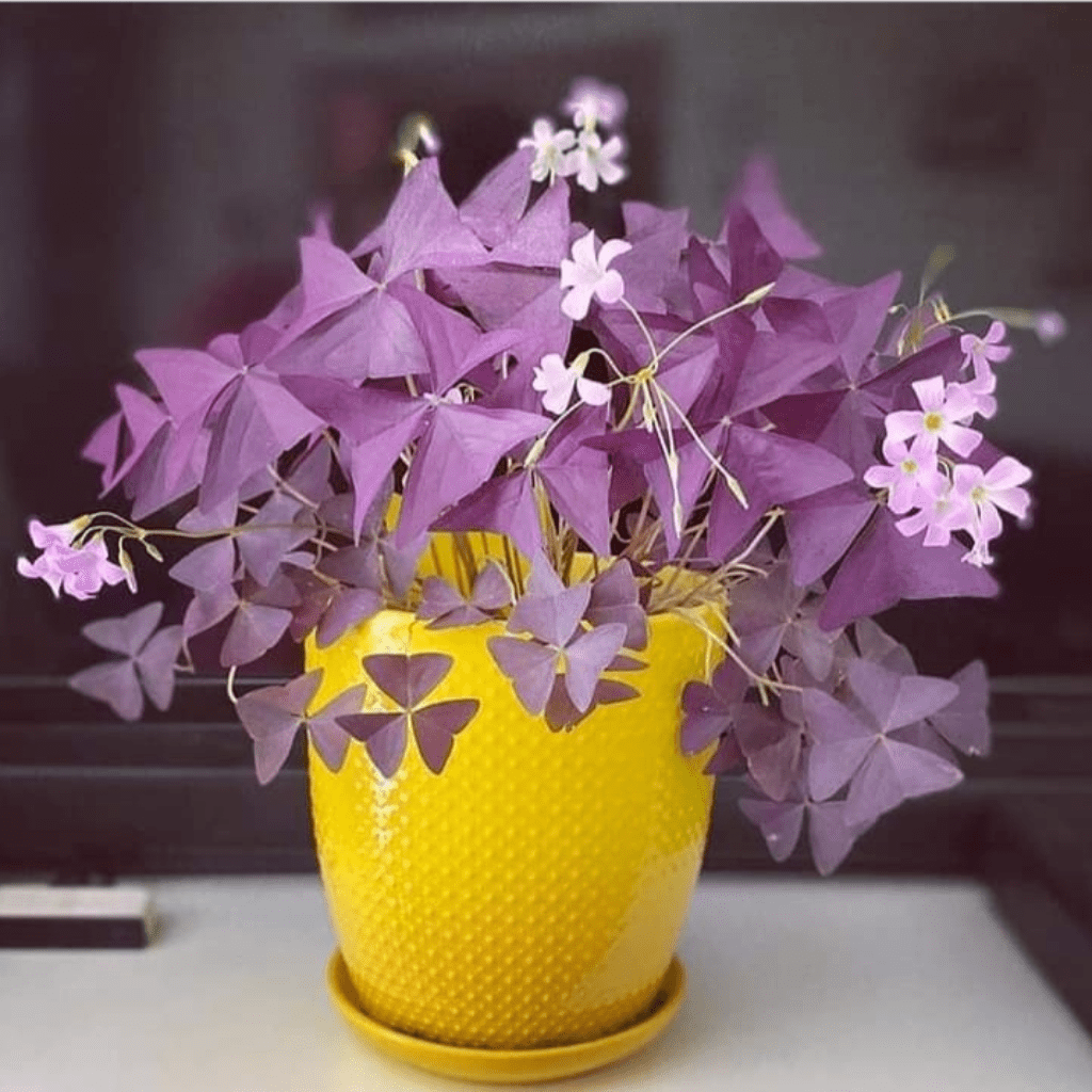 home decor products online in raipur