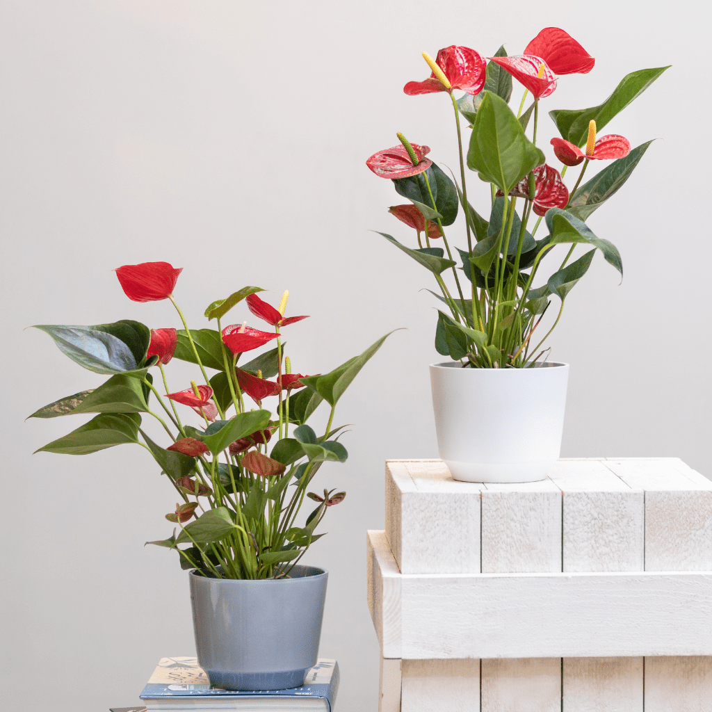 home decor products online in raipur