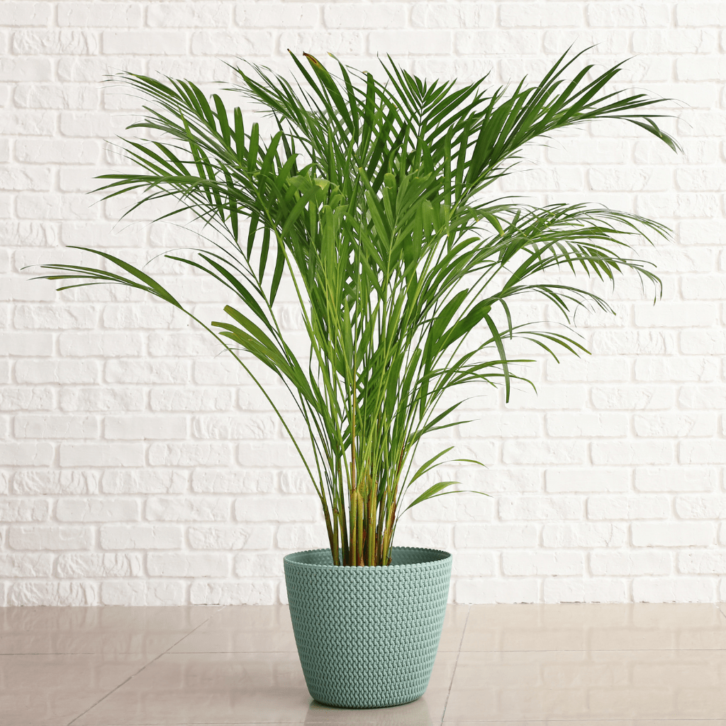 home decor products online in raipur