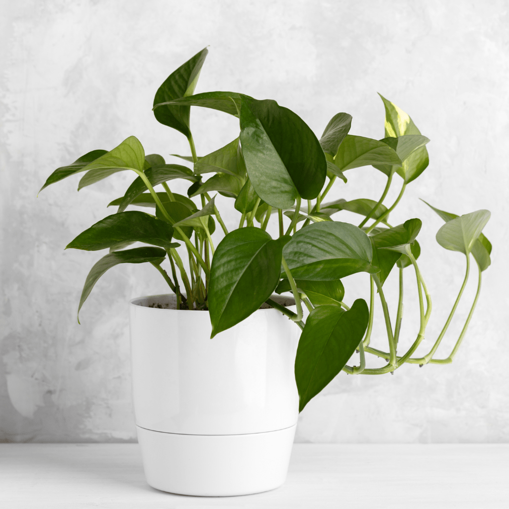 home decor products online in raipur